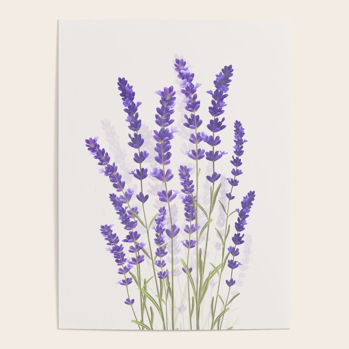 Lavender II Poster Gallery Image 4