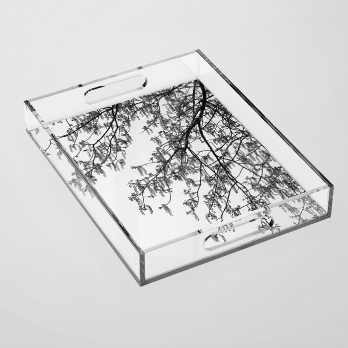 Wisteria Tree Art Print - Black and White Nature Photography Acrylic Tray Gallery Image 1