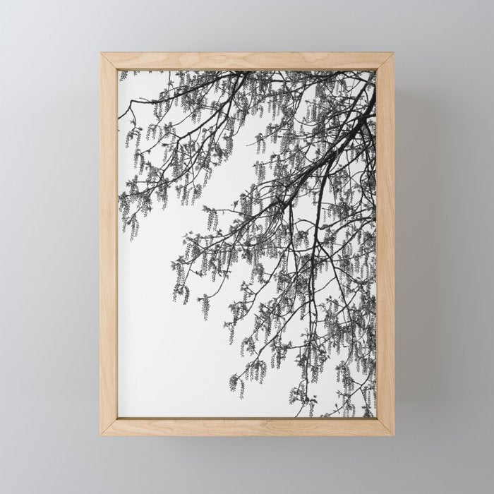 Wisteria Tree Art Print - Black and White Nature Photography Mini Art Print Gallery Image 1