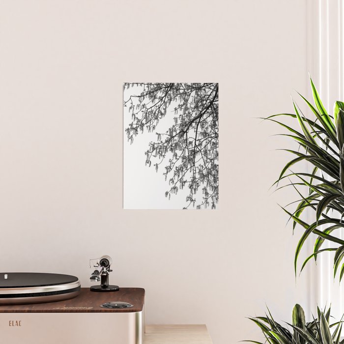 Wisteria Tree Art Print - Black and White Nature Photography Poster Gallery Image 2