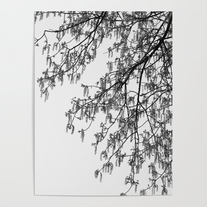 Wisteria Tree Art Print - Black and White Nature Photography Poster Gallery Image 1