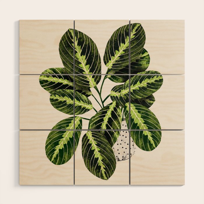 Maranta Lemon lime interior Plant Wood Wall Art Gallery Image 1