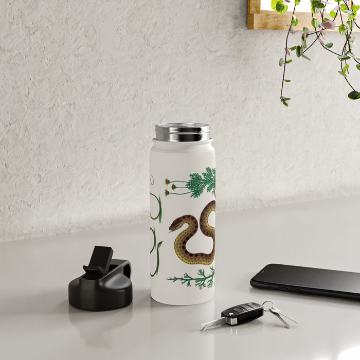 Albertus Seba Three Snakes Illustration Locupletissimi rerum naturalium thesauri accurata descriptio Water Bottle Gallery Image 4