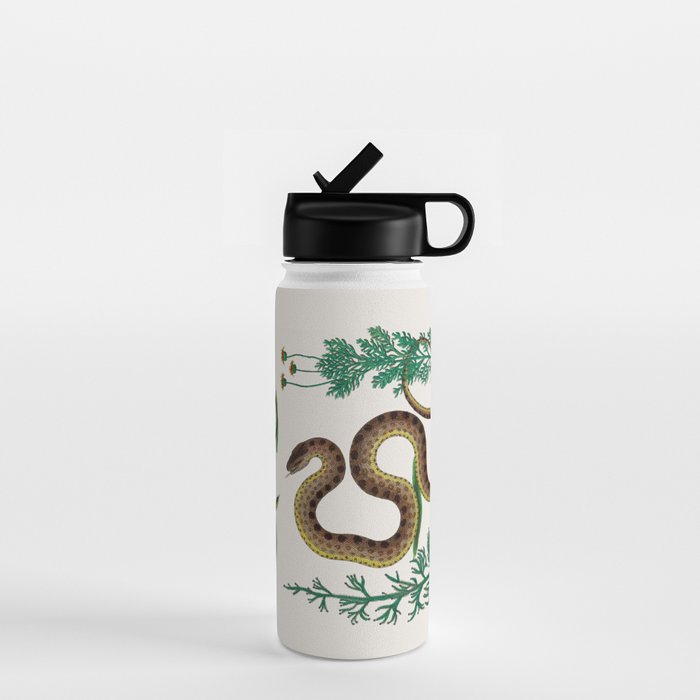 Albertus Seba Three Snakes Illustration Locupletissimi rerum naturalium thesauri accurata descriptio Water Bottle Gallery Image 1
