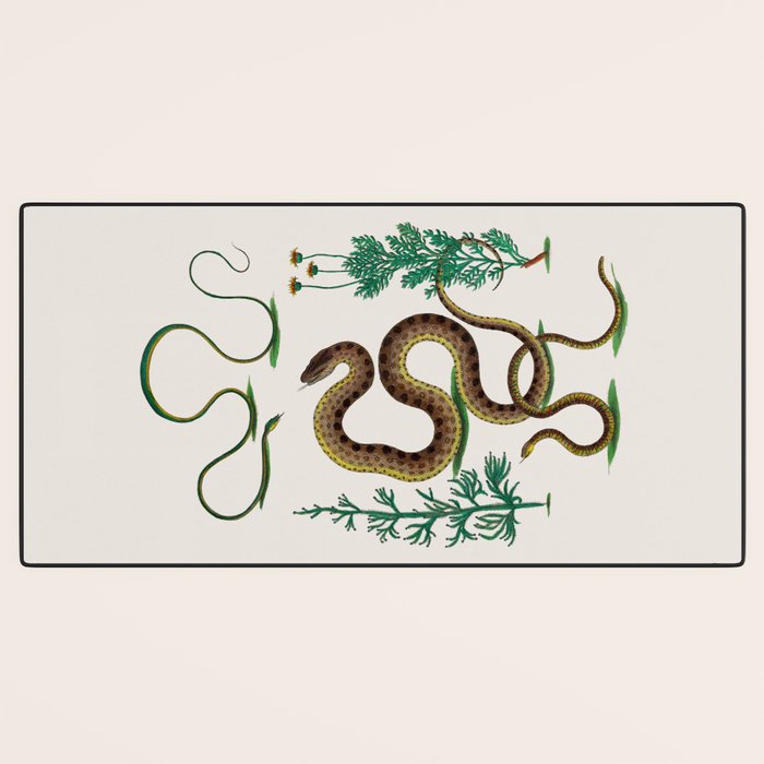 Albertus Seba Three Snakes Illustration Locupletissimi rerum naturalium thesauri accurata descriptio Desk Mat Gallery Image 3