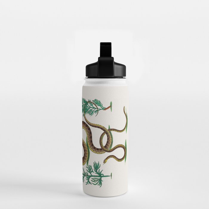 Albertus Seba Three Snakes Illustration Locupletissimi rerum naturalium thesauri accurata descriptio Water Bottle Gallery Image 2