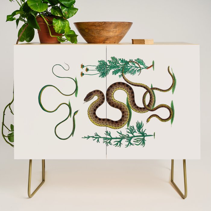 Albertus Seba Three Snakes Illustration Locupletissimi rerum naturalium thesauri accurata descriptio Credenza Gallery Image 1