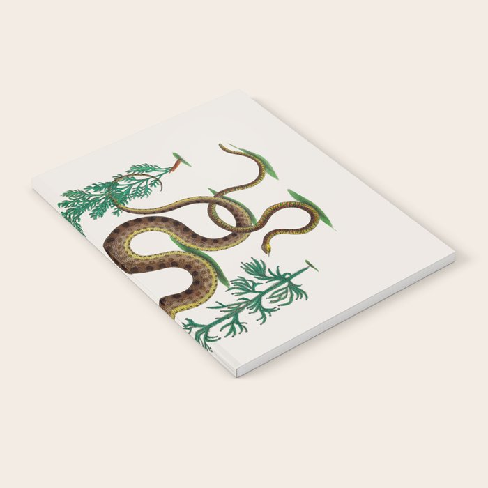 Albertus Seba Three Snakes Illustration Locupletissimi rerum naturalium thesauri accurata descriptio Notebook Gallery Image 1