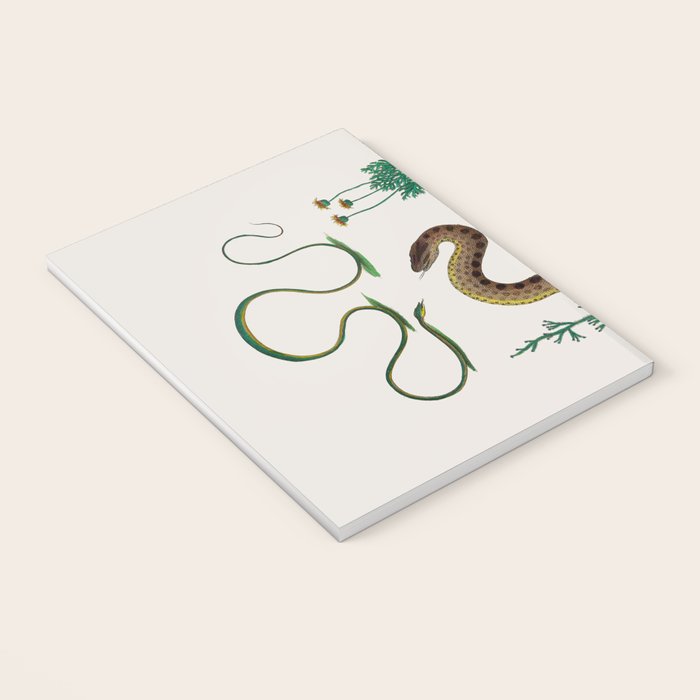 Albertus Seba Three Snakes Illustration Locupletissimi rerum naturalium thesauri accurata descriptio Notebook Gallery Image 3