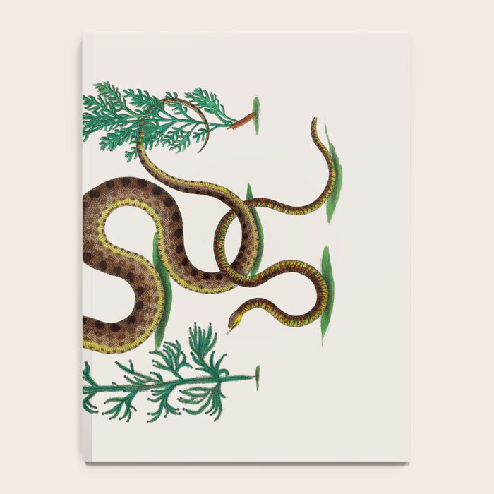 Albertus Seba Three Snakes Illustration Locupletissimi rerum naturalium thesauri accurata descriptio Notebook Gallery Image 4