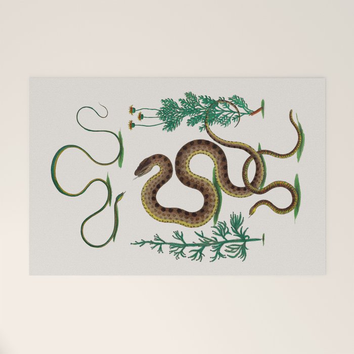 Albertus Seba Three Snakes Illustration Locupletissimi rerum naturalium thesauri accurata descriptio Welcome Mat Gallery Image 1