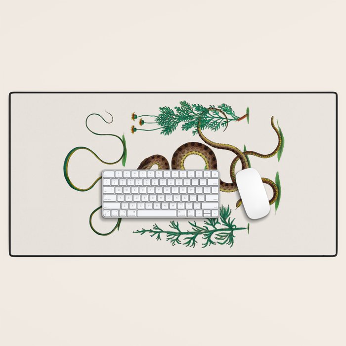Albertus Seba Three Snakes Illustration Locupletissimi rerum naturalium thesauri accurata descriptio Desk Mat Gallery Image 1