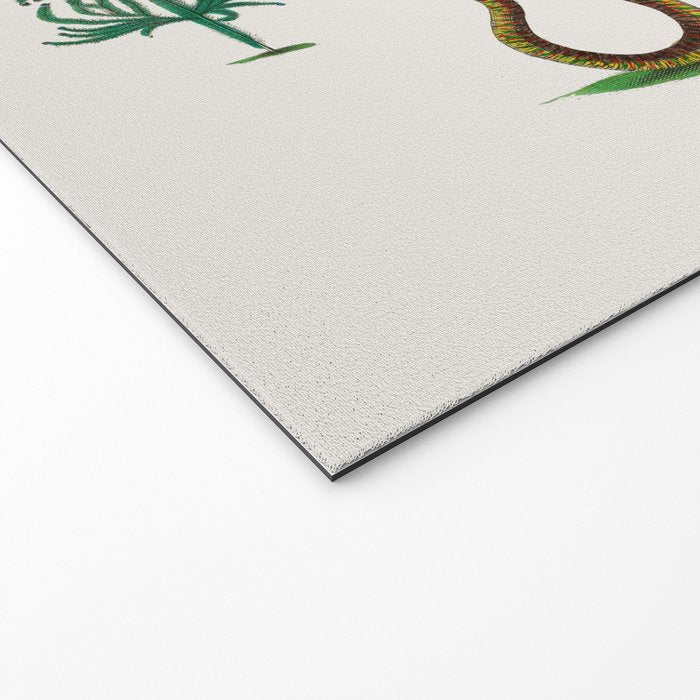 Albertus Seba Three Snakes Illustration Locupletissimi rerum naturalium thesauri accurata descriptio Welcome Mat Gallery Image 2