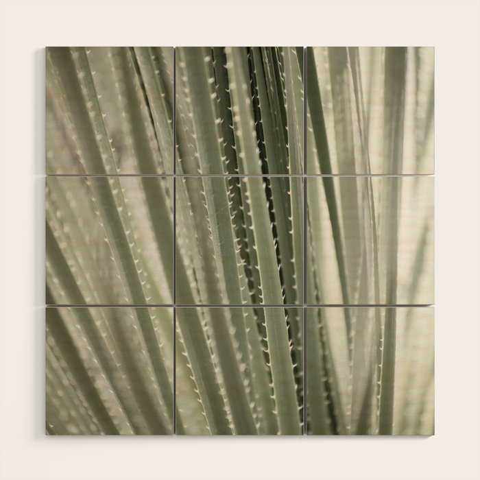 Yucca leaves pattern in sage green   Summer nature and travel photography Wood Wall Art Gallery Image 1