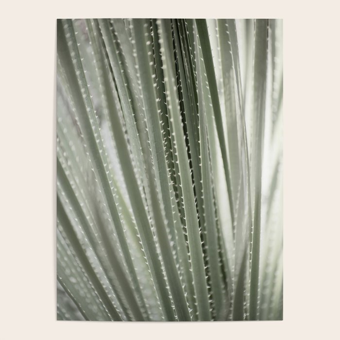 Yucca leaves pattern in sage green   Summer nature and travel photography Poster Gallery Image 1