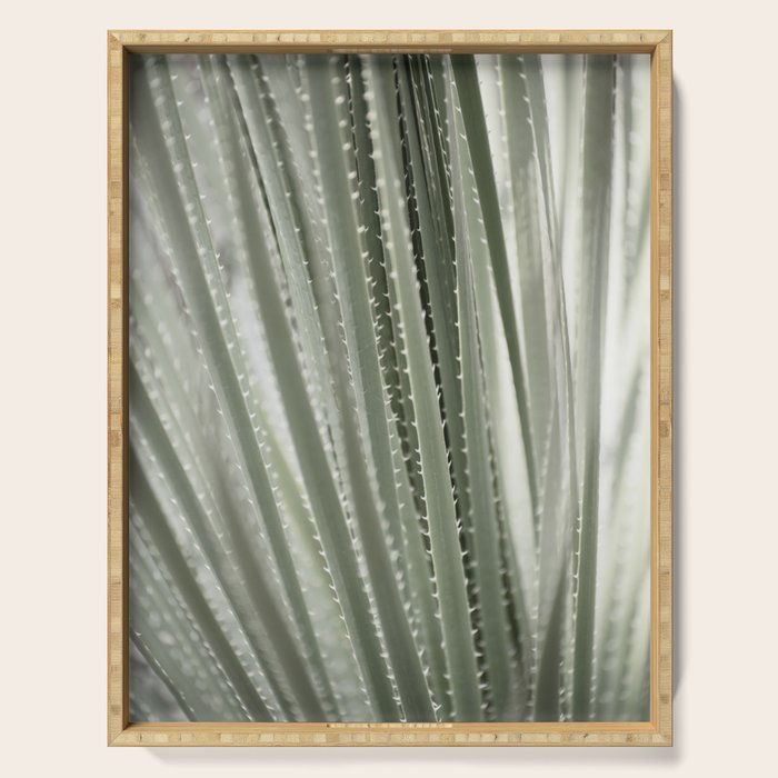 Yucca leaves pattern in sage green   Summer nature and travel photography Serving Tray Gallery Image 1