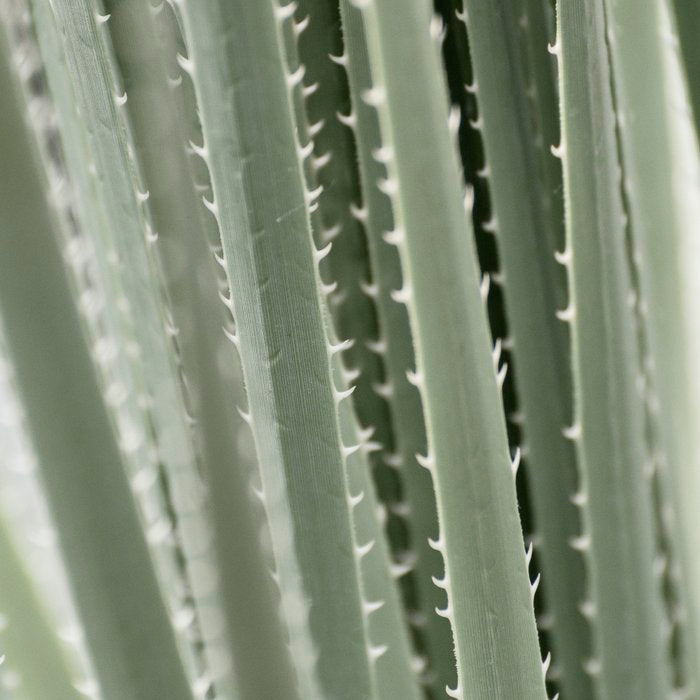 Yucca leaves pattern in sage green   Summer nature and travel photography Coffee Mug Gallery Image 2