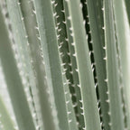 Yucca leaves pattern in sage green   Summer nature and travel photography Coffee Mug Gallery Image 2