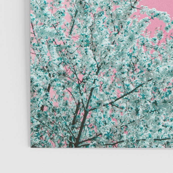 "cherry blossoms" Poster Gallery Image 3