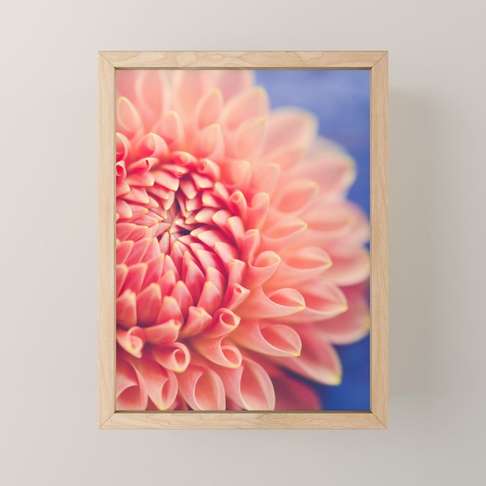 Enlightened -pink autumn dahlia flower photography Mini Art Print Gallery Image 1