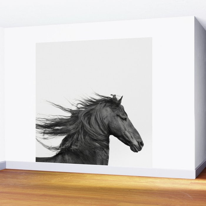 Wild Horse, Black and White Photography Wall Mural Gallery Image 2