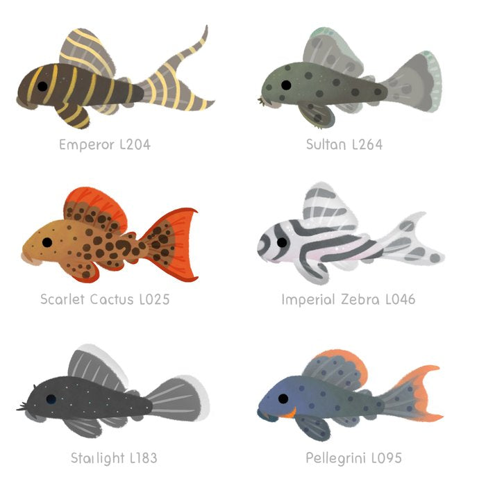 Pleco! - white Coffee Mug Gallery Image 2