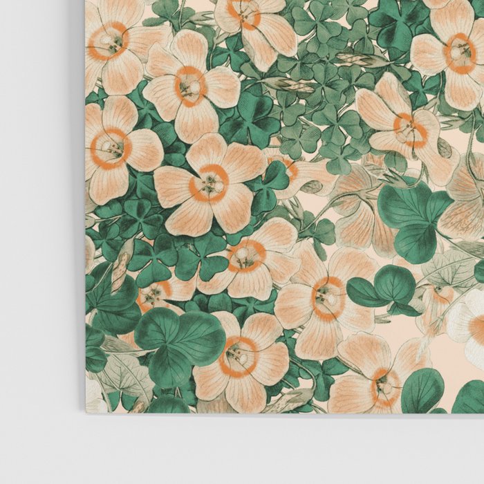 Oxalis Garden Poster Gallery Image 3