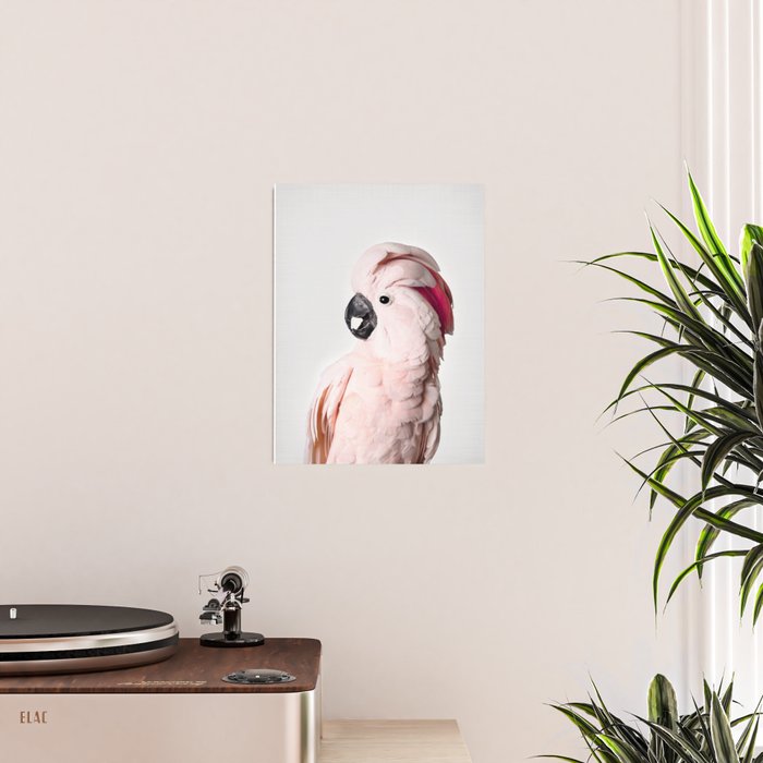 Pink Cockatoo Poster Gallery Image 2