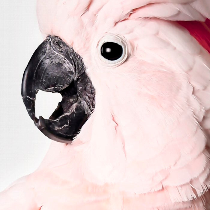Pink Cockatoo Coffee Mug Gallery Image 2