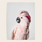 Pink Cockatoo Poster Gallery Image 4