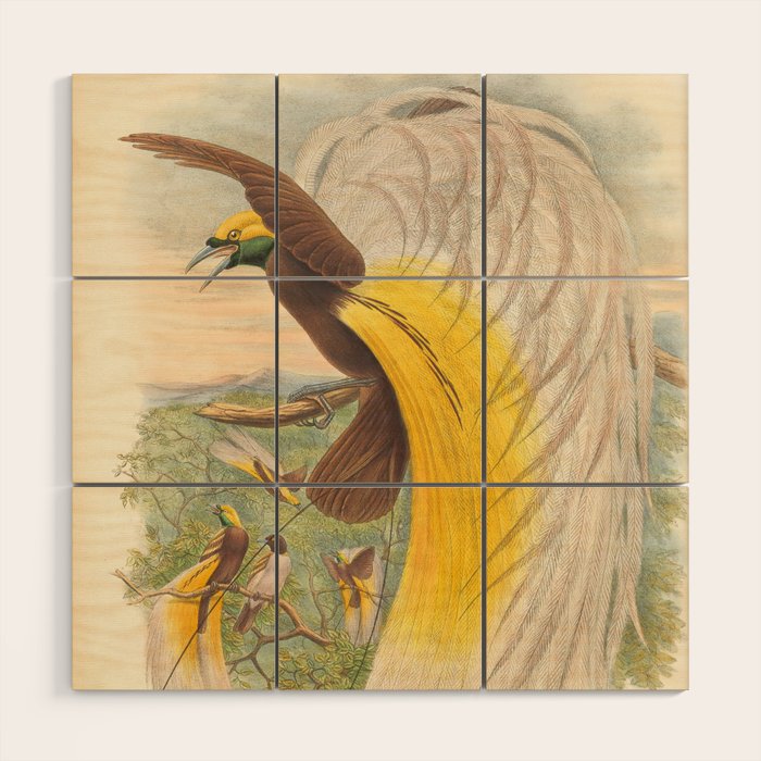 Birds-of-paradise (Paradisea Papuana) by John Gould, 1875-1888 (benefitting the Nature Conservancy) Wood Wall Art Gallery Image 1