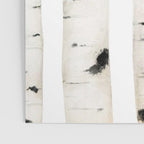 birch horizontal Poster Gallery Image 3