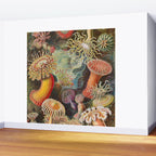 Ernst Haeckel Sea Anemones Vintage Illustration Wall Mural Gallery Image 2