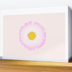 White and Pink Daisy Wall Mural Gallery Image 2