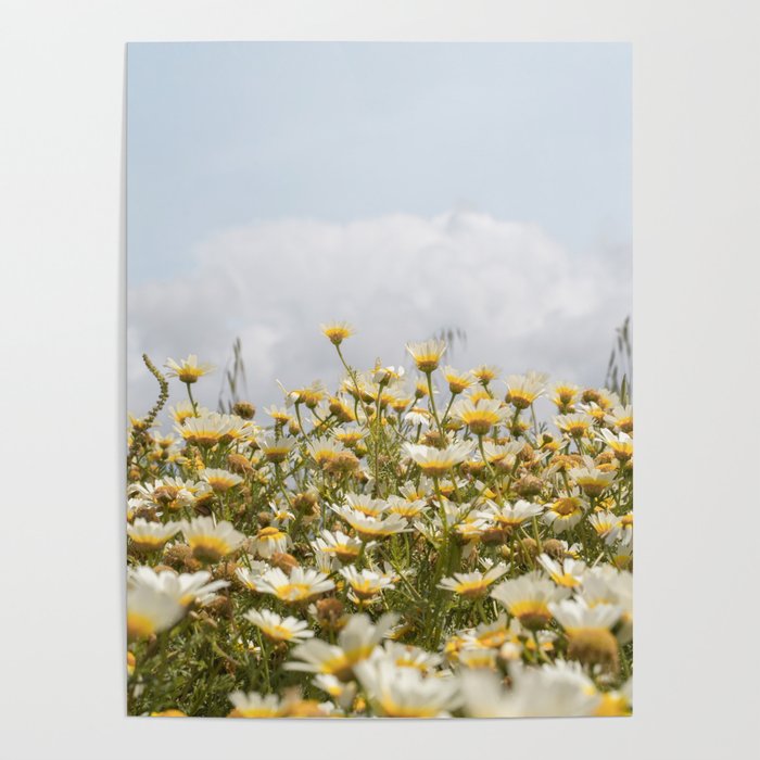 Garden of Daisy Flowers | Nature Photography in Portugal Art Print | Floral Summer Photo Poster Gallery Image 4