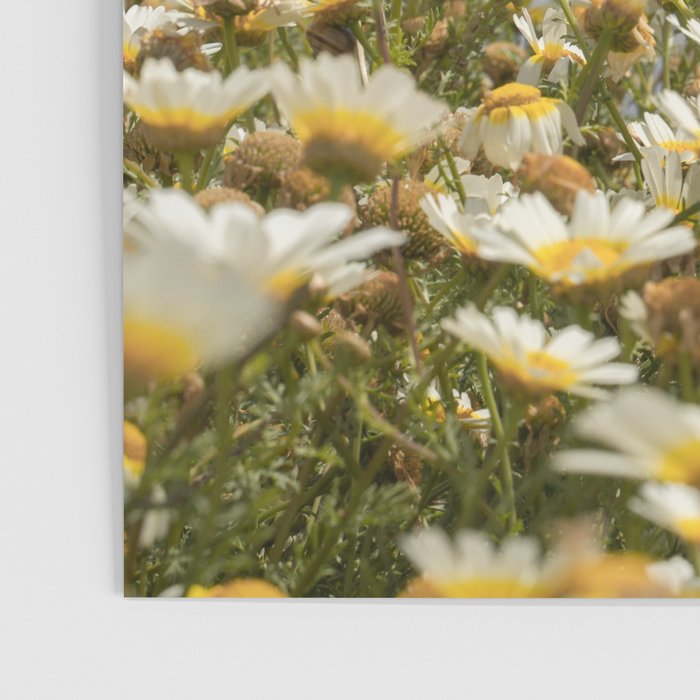 Garden of Daisy Flowers | Nature Photography in Portugal Art Print | Floral Summer Photo Poster Gallery Image 3