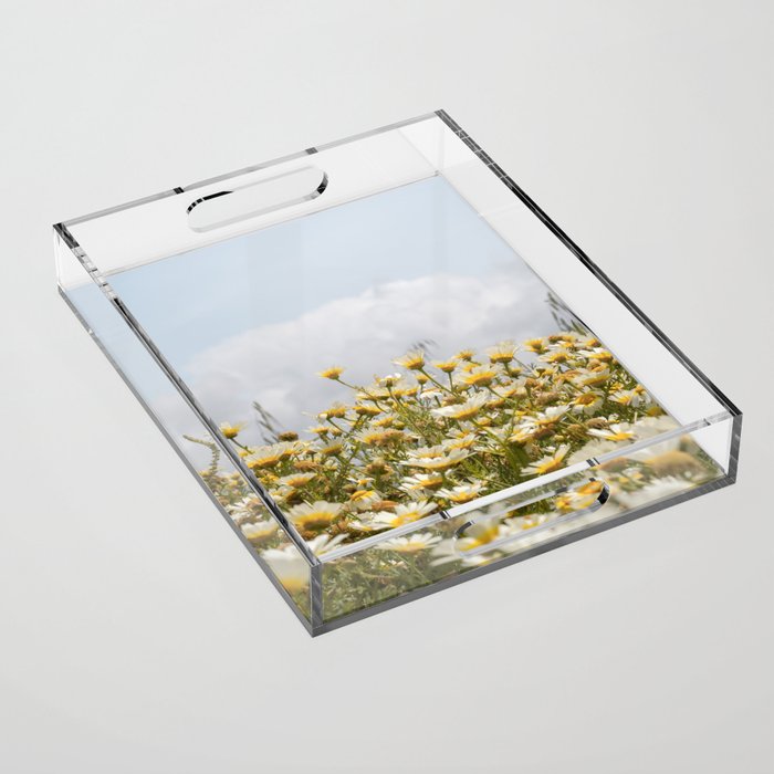 Garden of Daisy Flowers | Nature Photography in Portugal Art Print | Floral Summer Photo Acrylic Tray Gallery Image 1