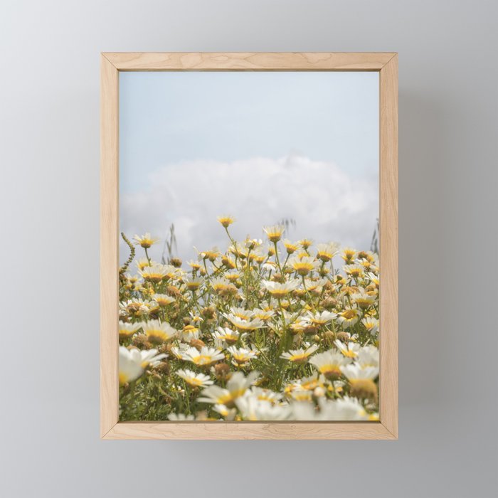 Garden of Daisy Flowers | Nature Photography in Portugal Art Print | Floral Summer Photo Mini Art Print Gallery Image 1