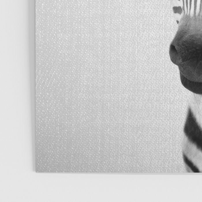 Baby Zebra - Black & White Poster Gallery Image 3