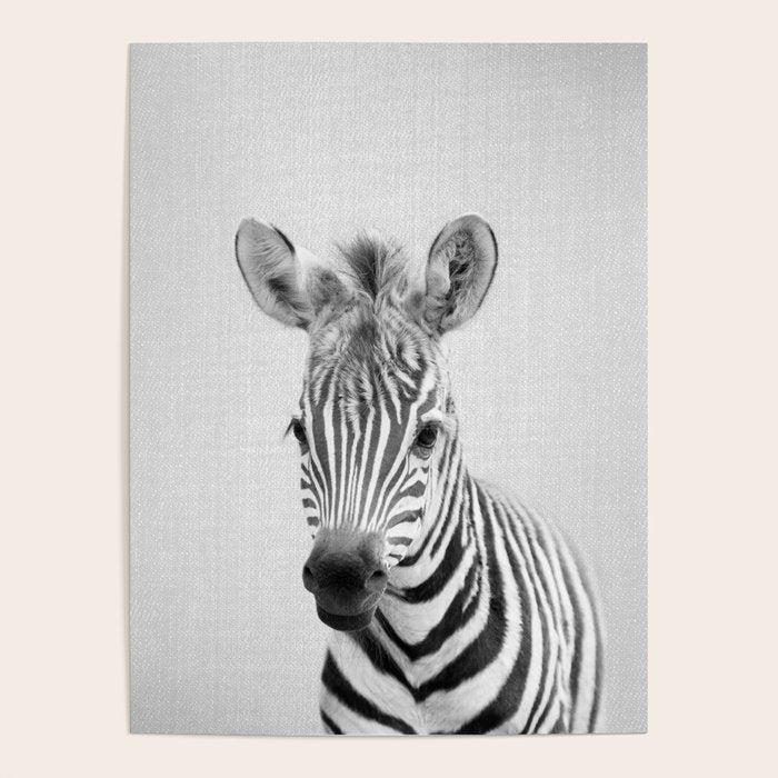 Baby Zebra - Black & White Poster Gallery Image 4
