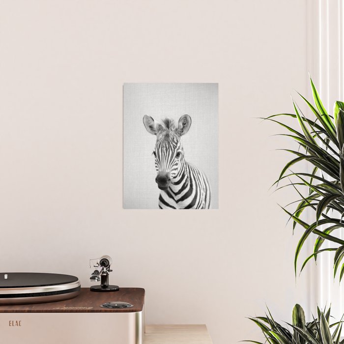 Baby Zebra - Black & White Poster Gallery Image 2