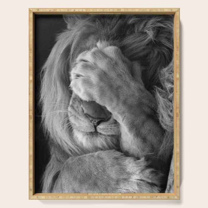 Even Lions Have Bad Days - The Lion Sleeps Tonight black and white photograph  Serving Tray Gallery Image 1