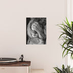 Even Lions Have Bad Days - The Lion Sleeps Tonight black and white photograph  Poster Gallery Image 2