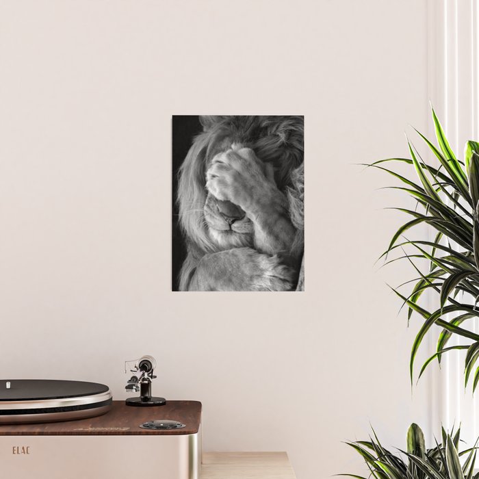 Even Lions Have Bad Days - The Lion Sleeps Tonight black and white photograph  Poster Gallery Image 2