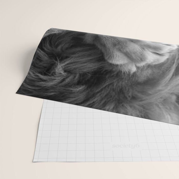 Even Lions Have Bad Days - The Lion Sleeps Tonight black and white photograph  Wrapping Paper Gallery Image 2