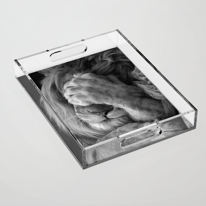 Even Lions Have Bad Days - The Lion Sleeps Tonight black and white photograph  Acrylic Tray Gallery Image 1