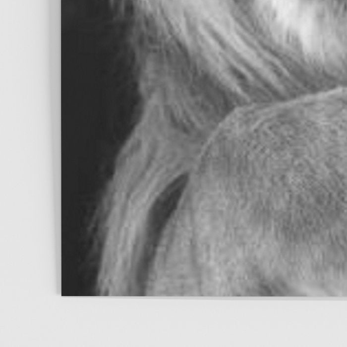 Even Lions Have Bad Days - The Lion Sleeps Tonight black and white photograph  Poster Gallery Image 3