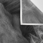 Even Lions Have Bad Days - The Lion Sleeps Tonight black and white photograph  Wall Tapestry Gallery Image 3