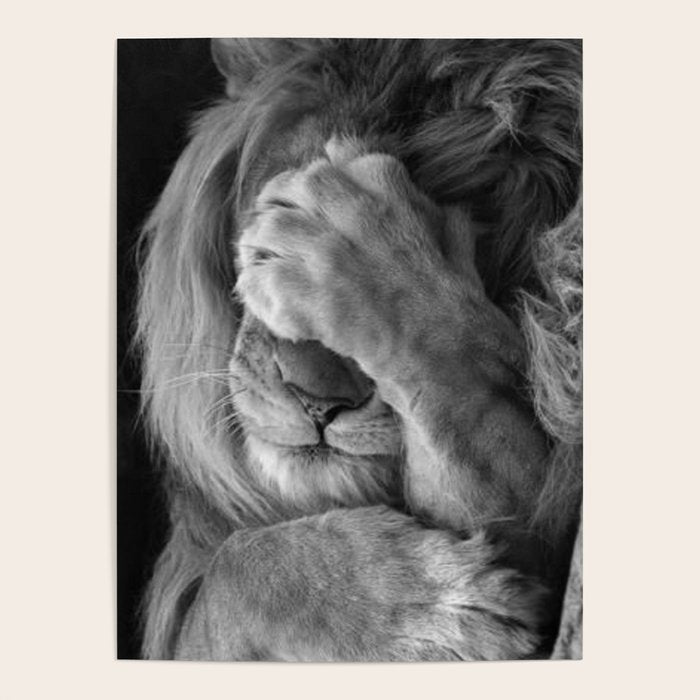 Even Lions Have Bad Days - The Lion Sleeps Tonight black and white photograph  Poster Gallery Image 4