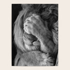 Even Lions Have Bad Days - The Lion Sleeps Tonight black and white photograph  Poster Gallery Image 4